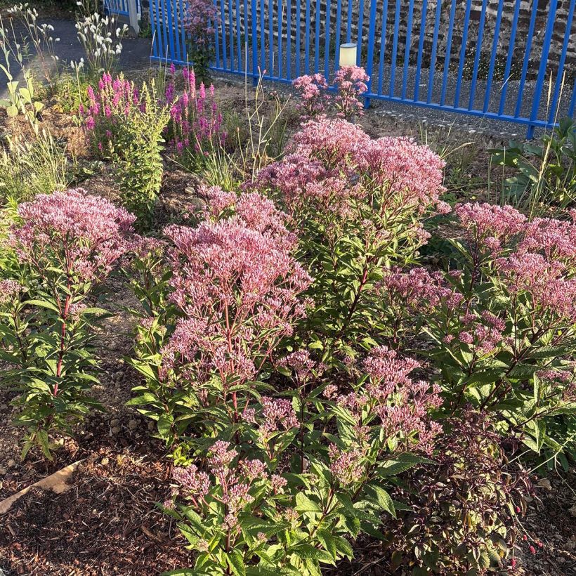 Eupatorium Baby Joe - Wasserdost (Wuchs)