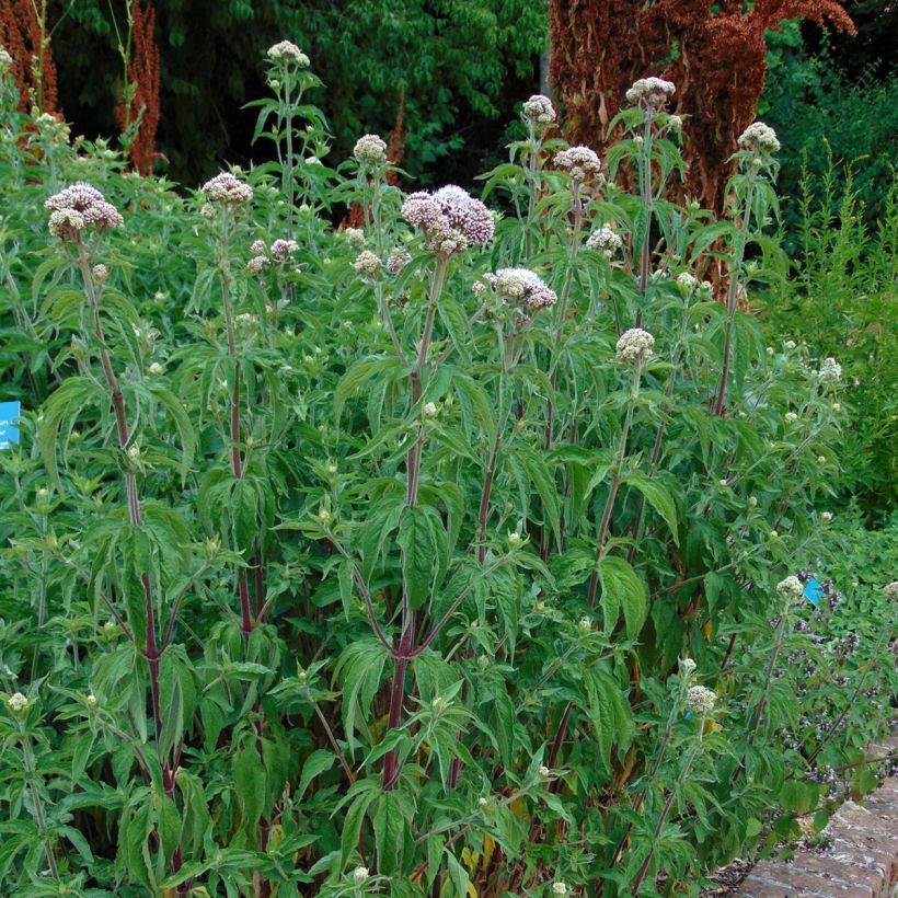 Gewöhnliche Wasserdost Plenum - Eupatorium canabinum (Hafen)