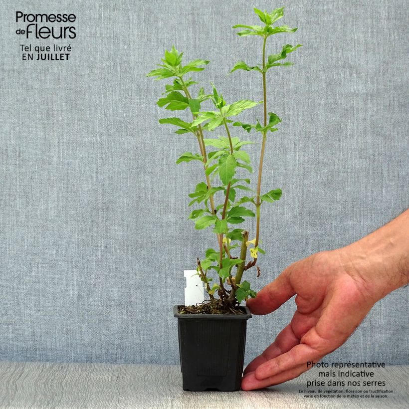 Exemplar von Gewöhnliche Wasserdost Plenum - Eupatorium canabinum Kleine Töpfe von 8/9 cm wie im Sommer geliefert