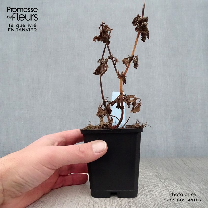 Exemplar von Gewöhnliche Wasserdost Plenum - Eupatorium canabinum Kleine Töpfe von 8/9 cm wie im Winter geliefert