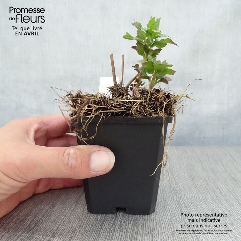 Exemplar von Gewöhnliche Wasserdost Plenum - Eupatorium canabinum Kleine Töpfe von 8/9 cm wie im Frühjahr geliefert