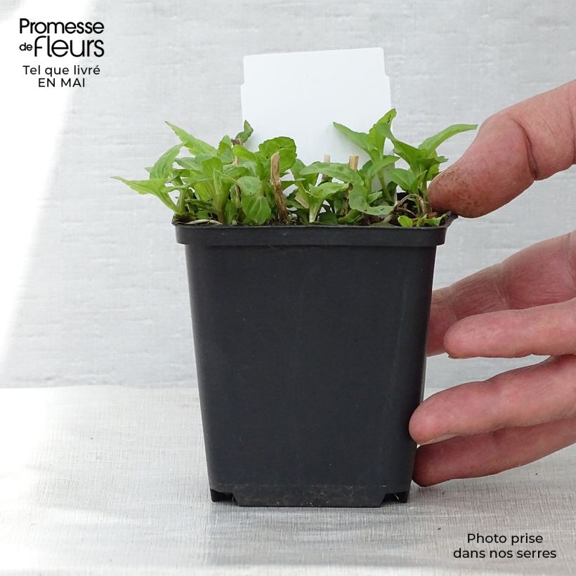 Exemplar von Blauer Wasserdost - Eupatorium coelestinum Kleine Töpfe von 8/9 cm wie im Frühjahr geliefert