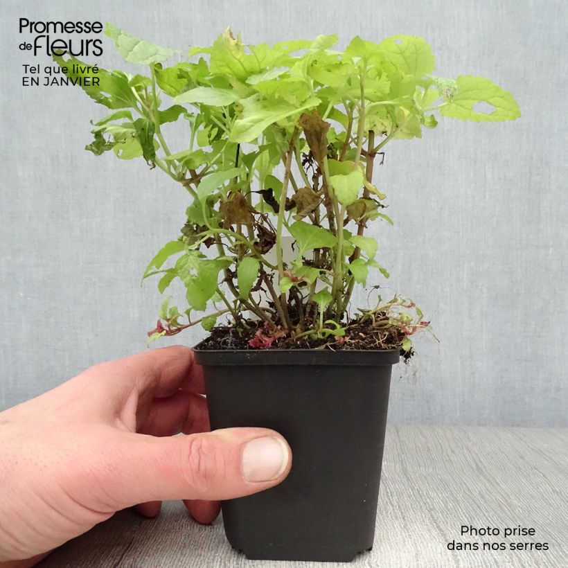 Exemplar von Blauer Wasserdost - Eupatorium coelestinum Kleine Töpfe von 8/9 cm wie im Winter geliefert