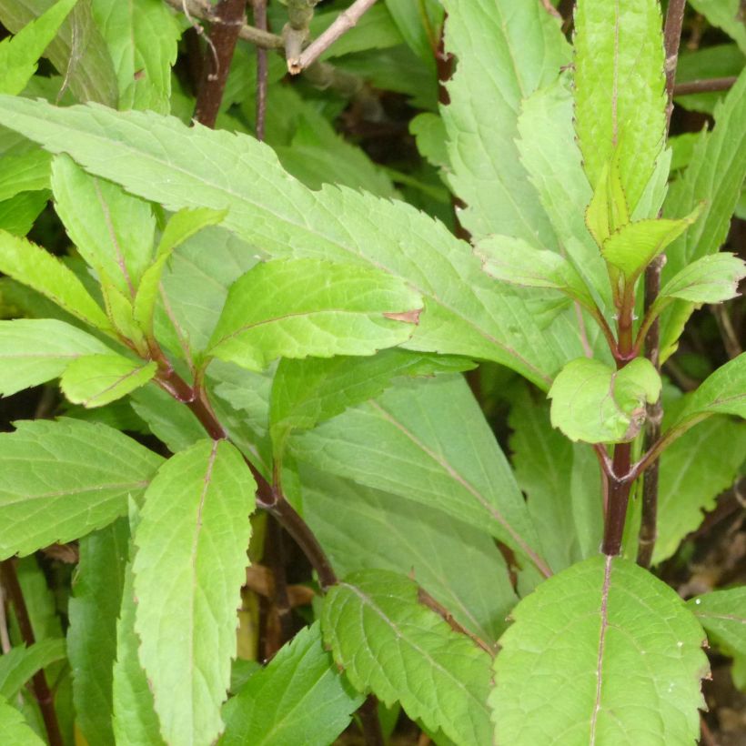 Wasserdost - Eupatorium fortunei (Laub)