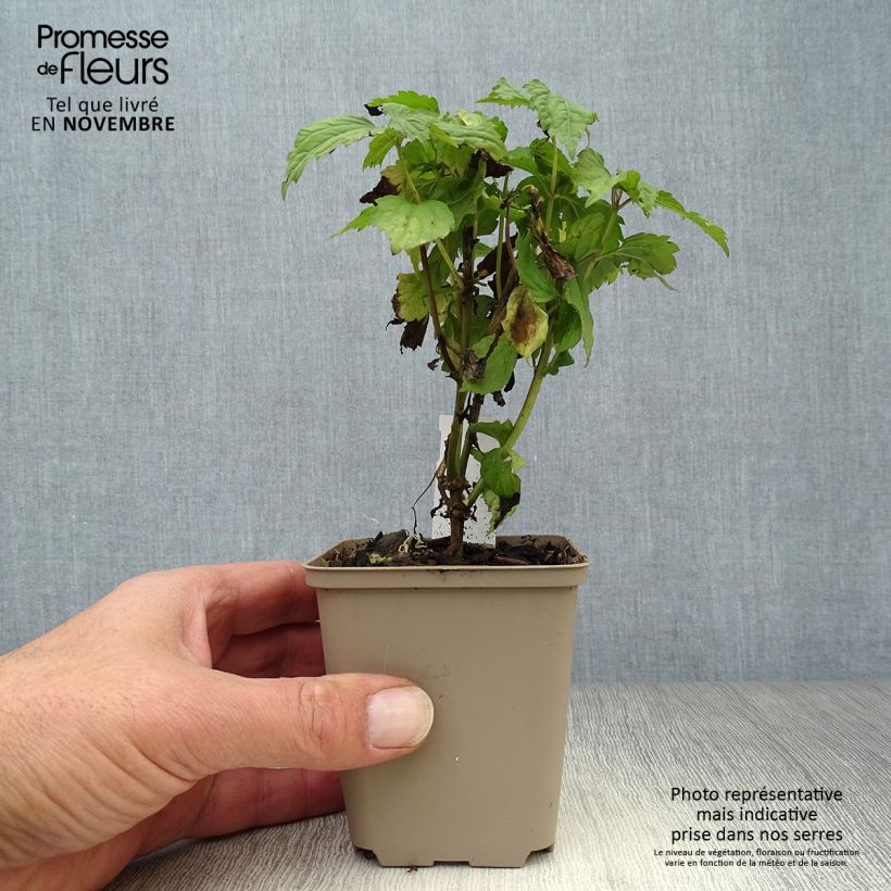 Exemplar von Weißer Wasserdost Lucky Melody - Eupatorium rugosum Kleine Töpfe von 8/9 cm wie im Herbst geliefert