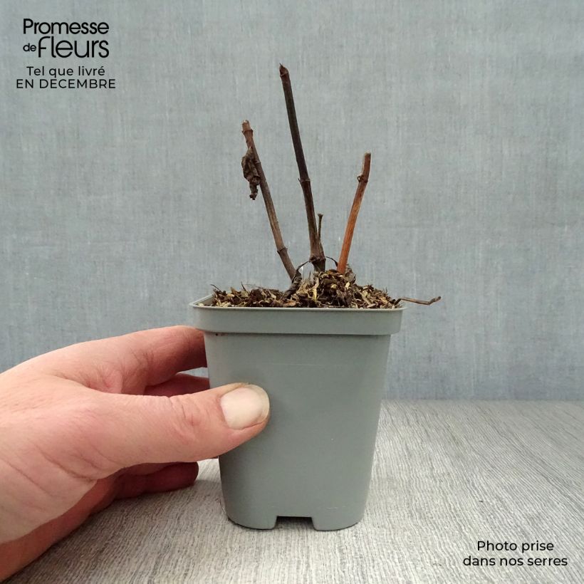 Exemplar von Gefleckter Wasserdost Atropurpureum - Eupatorium maculatum Kleine Töpfe von 8/9 cm wie im Winter geliefert