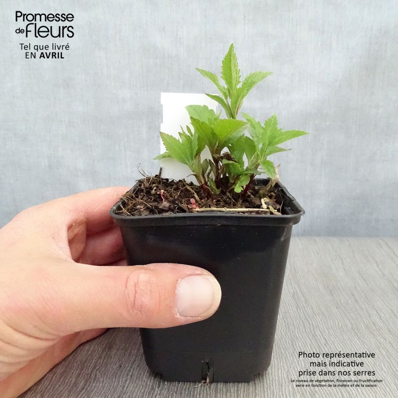 Exemplar von Gefleckter Wasserdost Atropurpureum - Eupatorium maculatum Kleine Töpfe von 8/9 cm wie im Frühjahr geliefert