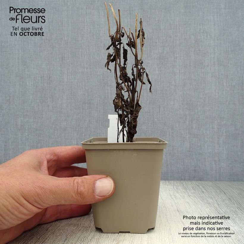 Exemplar von Gefleckter Wasserdost Purple Bush - Eupatorium maculatum Kleine Töpfe von 8/9 cm wie im Herbst geliefert