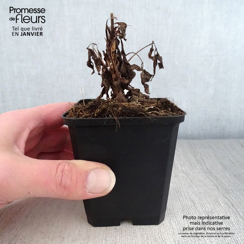 Exemplar von Gefleckter Wasserdost Purple Bush - Eupatorium maculatum Kleine Töpfe von 8/9 cm wie im Winter geliefert