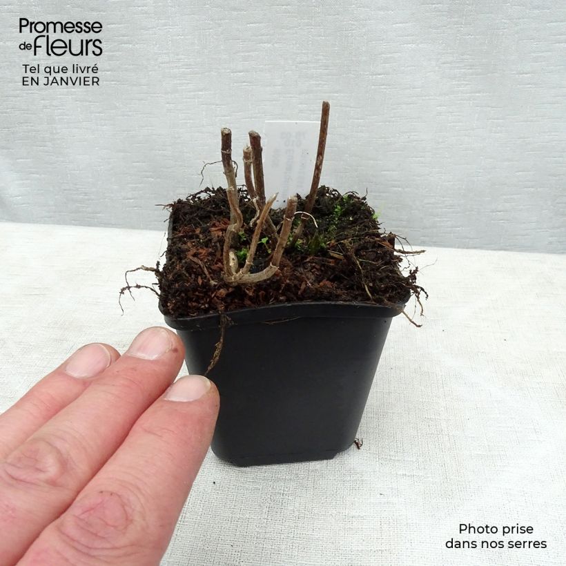 Exemplar von Durchwachsener Wasserdost - Eupatorium perfoliatum Kleine Töpfe von 8/9 cm wie im Winter geliefert