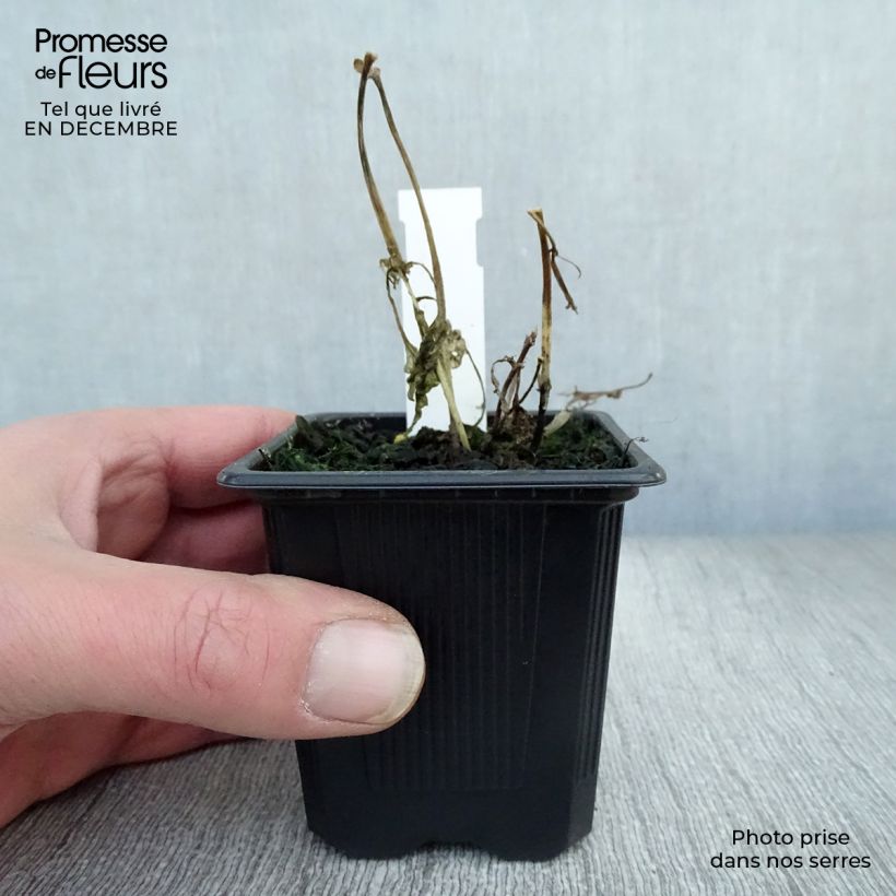 Exemplar von Weißer Wasserdost - Eupatorium rugosum Kleine Töpfe von 8/9 cm wie im Winter geliefert