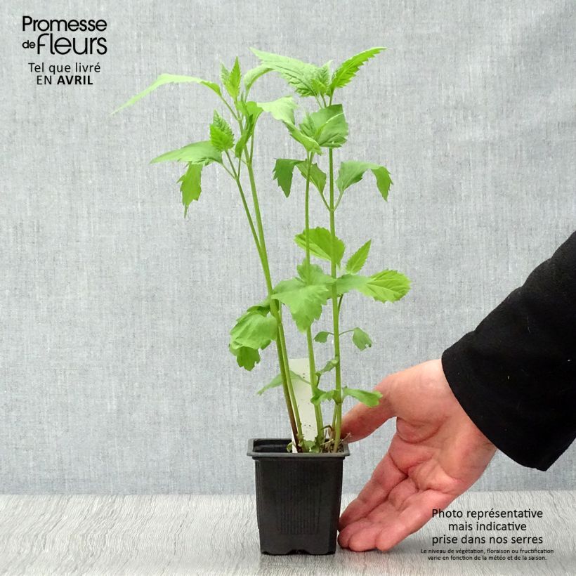 Exemplar von Weißer Wasserdost - Eupatorium rugosum Kleine Töpfe von 8/9 cm wie im Frühjahr geliefert