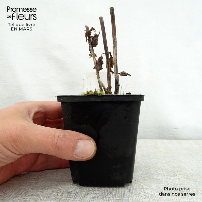 Exemplar von Weißer Wasserdost Braunlaub - Eupatorium rugosum Kleine Töpfe von 8/9 cm wie im Frühjahr geliefert