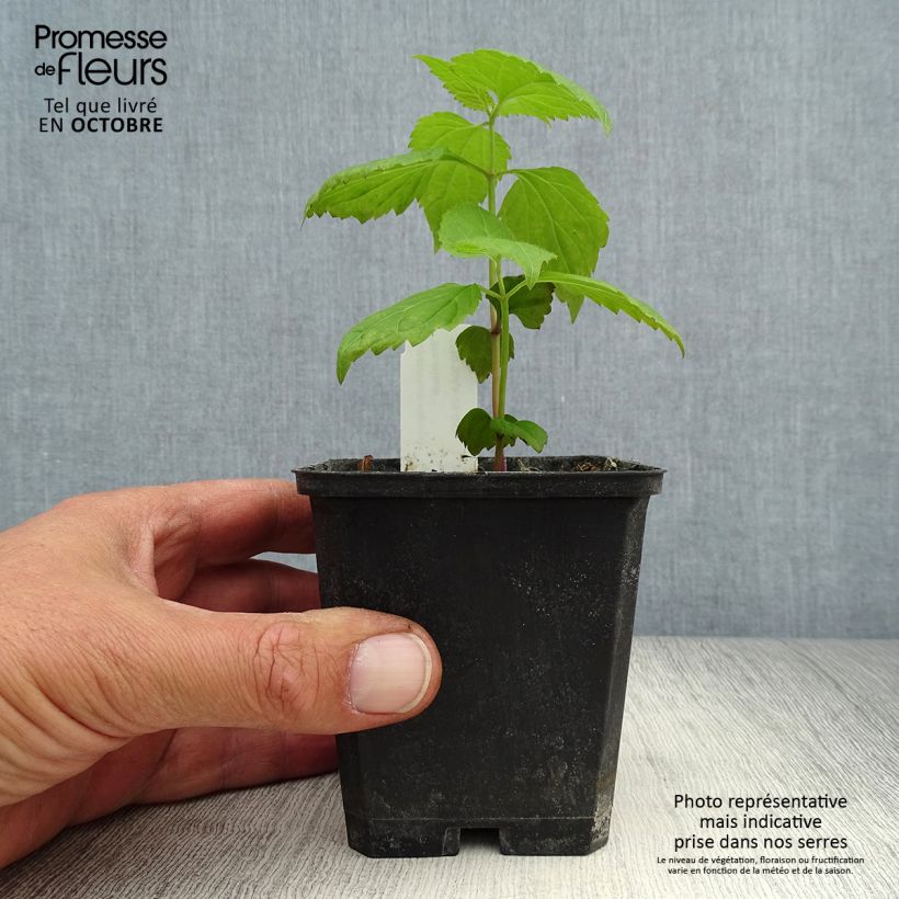 Exemplar von Weißer Wasserdost Braunlaub - Eupatorium rugosum Kleine Töpfe von 8/9 cm wie im Herbst geliefert