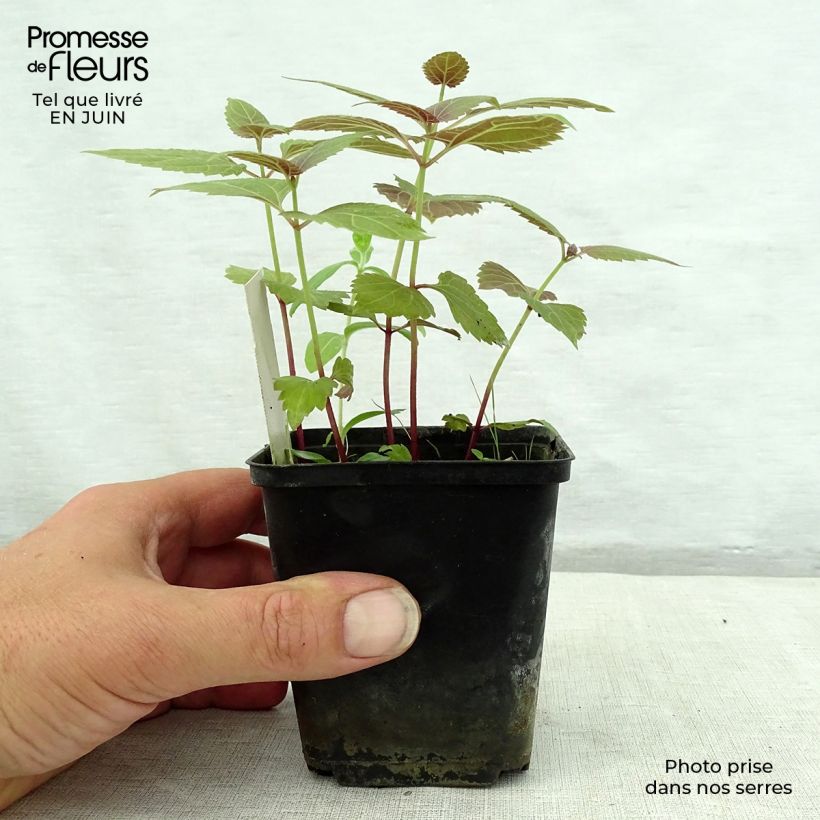 Exemplar von Weißer Wasserdost Braunlaub - Eupatorium rugosum Kleine Töpfe von 8/9 cm wie im Sommer geliefert