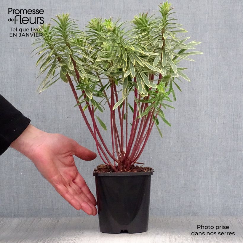 Exemplar von Euphorbia martinii Ascot Rainbow - Busch-Wolfsmilch Topf mit 1,5L/2L wie im Winter geliefert