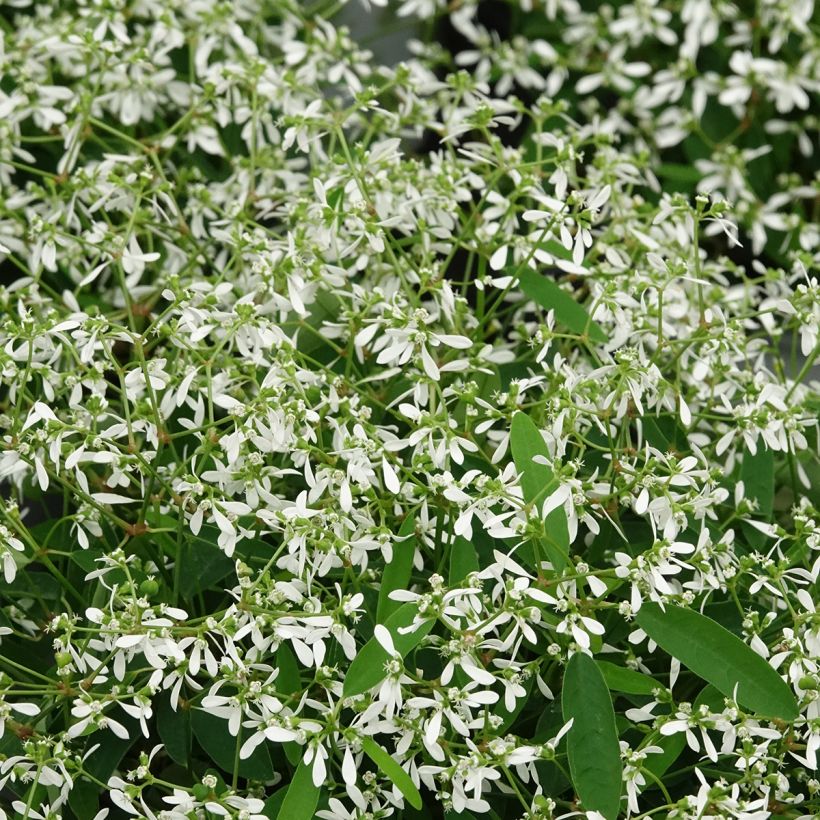 Euphorbia hypericifolia Diamond Frost - Wolfsmilch (Laub)