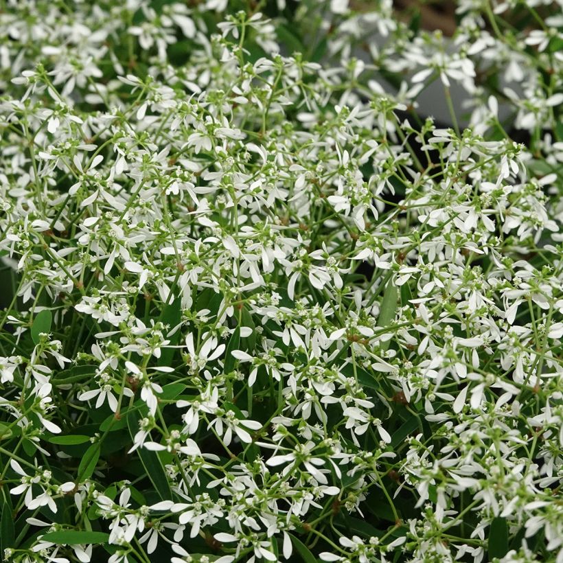 Euphorbia hypericifolia Diamond Frost - Wolfsmilch (Blüte)