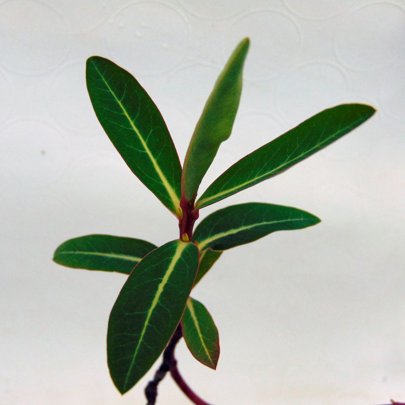 Euphorbia cornigera - Horn-Wolfsmilch (Laub)