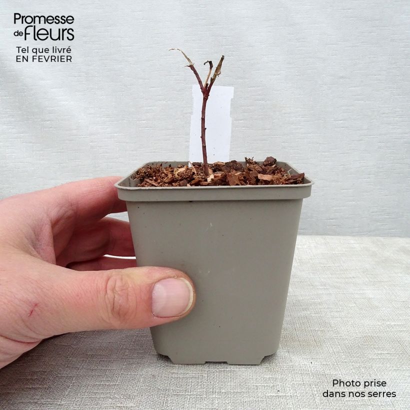 Exemplar von Euphorbia cornigera - Horn-Wolfsmilch Kleine Töpfe von 8/9 cm wie im Winter geliefert