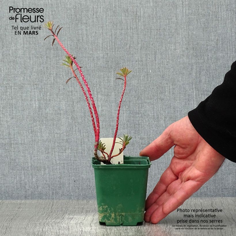 Exemplar von Euphorbia nicaeensis - Nizza-Wolfsmilch Kleine Töpfe von 8/9 cm wie im Winter geliefert