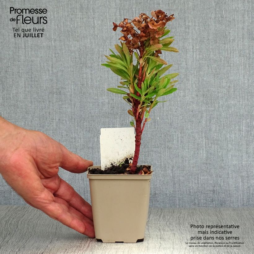 Exemplar von Euphorbia pseudovirgata Redwing - Wolfsmilch Kleine Töpfe von 8/9 cm wie im Sommer geliefert