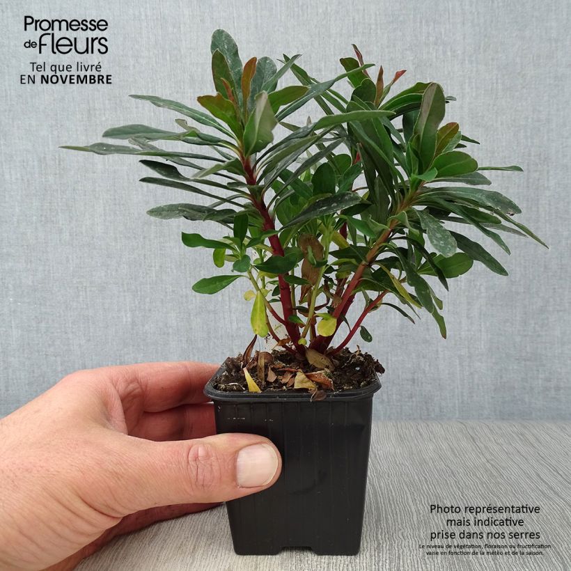 Exemplar von Euphorbia amygdaloides Purpurea - Mandelblättrige Wolfsmilch Kleine Töpfe von 8/9 cm wie im Herbst geliefert