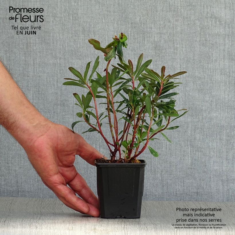 Exemplar von Euphorbia amygdaloides Purpurea - Mandelblättrige Wolfsmilch Kleine Töpfe von 8/9 cm wie im Sommer geliefert