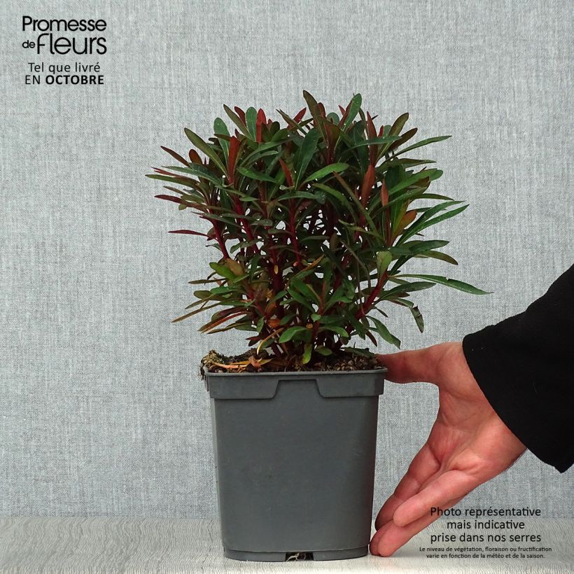 Exemplar von Euphorbia amygdaloides Purpurea - Mandelblättrige Wolfsmilch Topf mit 2L/3L wie im Herbst geliefert