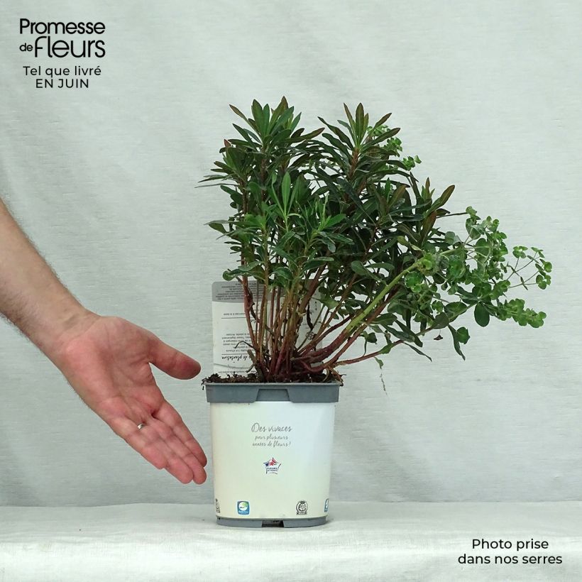 Exemplar von Euphorbia amygdaloides Purpurea - Mandelblättrige Wolfsmilch Topf mit 2L/3L wie im Sommer geliefert