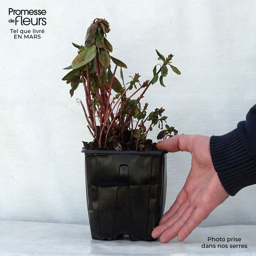 Exemplar von Euphorbia amygdaloïdes var. robbiae - Mandelblättrige Wolfsmilch Topf mit 2L/3L wie im Frühjahr geliefert