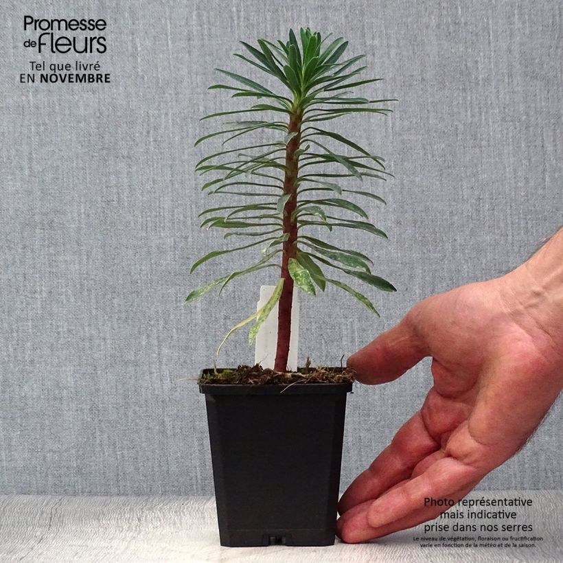 Exemplar von Euphorbia characias Black Pearl - Palisaden-Wolfsmilch Kleine Töpfe von 8/9 cm wie im Herbst geliefert