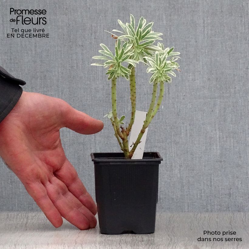 Exemplar von Euphorbia characias Glacier Blue - Palisaden-Wolfsmilch Kleine Töpfe von 8/9 cm wie im Winter geliefert