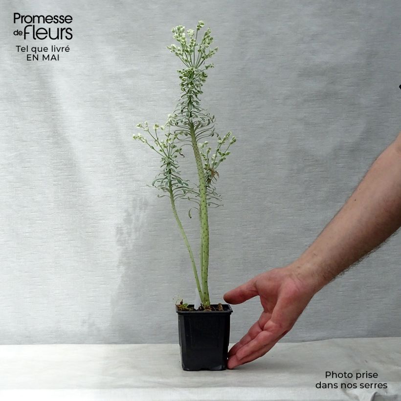 Exemplar von Euphorbia characias Glacier Blue - Palisaden-Wolfsmilch Kleine Töpfe von 8/9 cm wie im Frühjahr geliefert