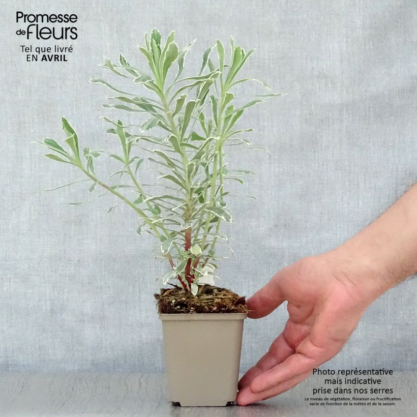 Exemplar von Euphorbia characias Wilcott - Palisaden-Wolfsmilch Kleine Töpfe von 8/9 cm wie im Frühjahr geliefert