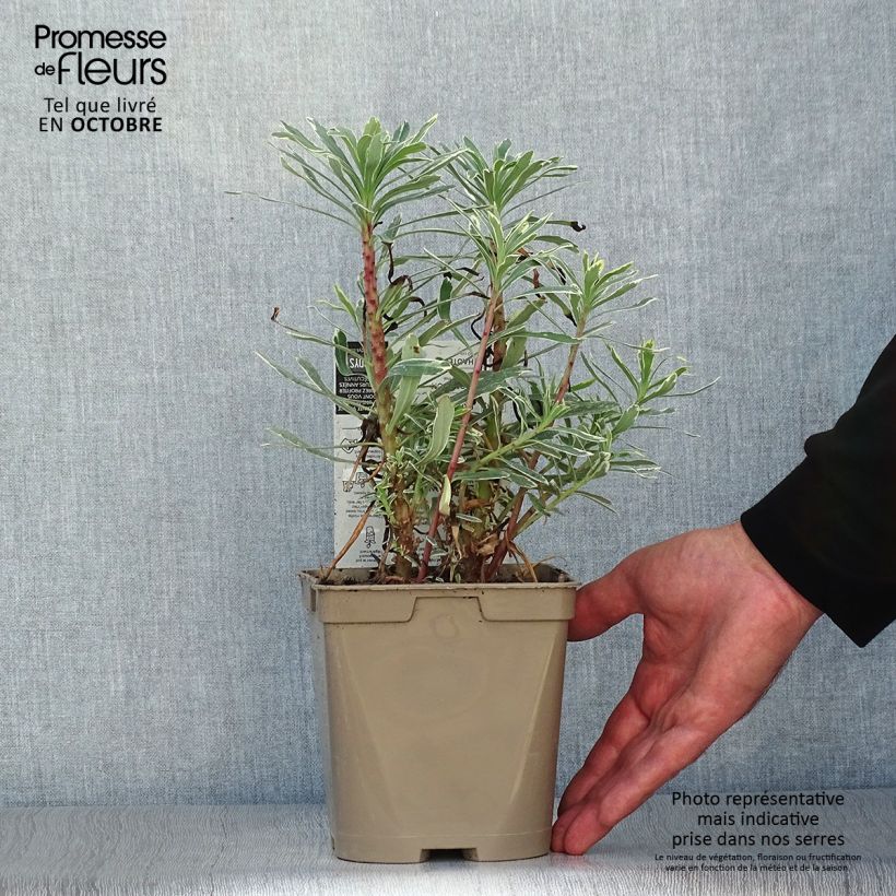 Exemplar von Euphorbia characias Wilcott - Palisaden-Wolfsmilch Topf mit 2L/3L wie im Herbst geliefert