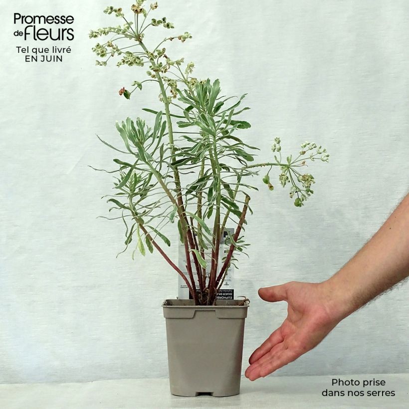 Exemplar von Euphorbia characias Wilcott - Palisaden-Wolfsmilch Topf mit 2L/3L wie im Sommer geliefert