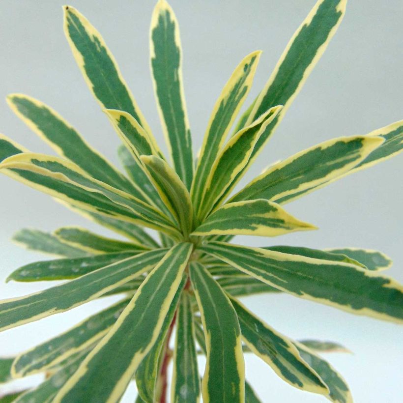 Euphorbia characias Wilcott - Palisaden-Wolfsmilch (Laub)