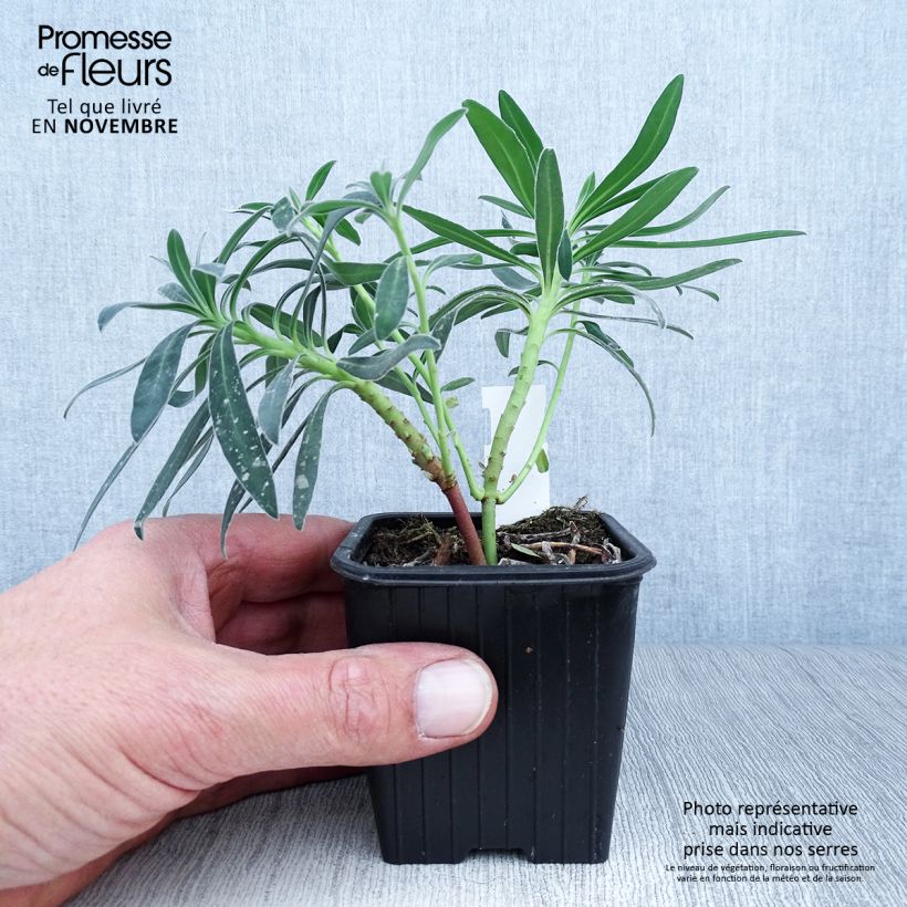 Exemplar von Euphorbia characias ssp. wulfenii - Palisaden-Wolfsmilch Kleine Töpfe von 8/9 cm wie im Herbst geliefert