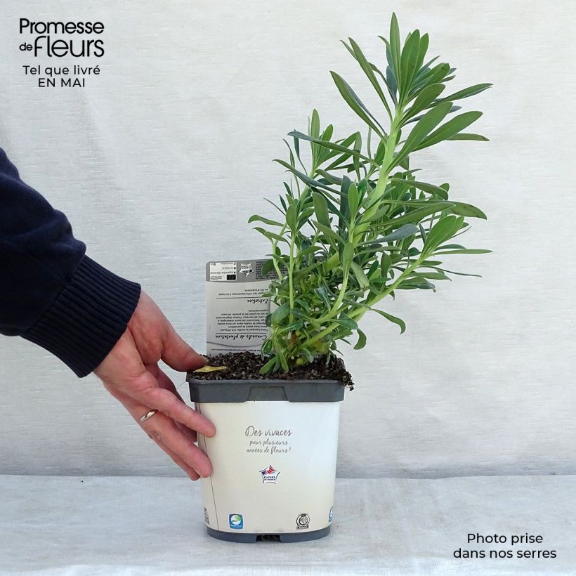 Exemplar von Euphorbia characias ssp. wulfenii - Palisaden-Wolfsmilch Topf mit 2L/3L wie im Frühjahr geliefert