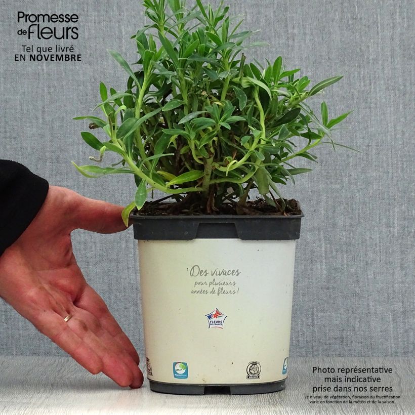 Exemplar von Euphorbia characias ssp. wulfenii - Palisaden-Wolfsmilch Topf mit 2L/3L wie im Herbst geliefert