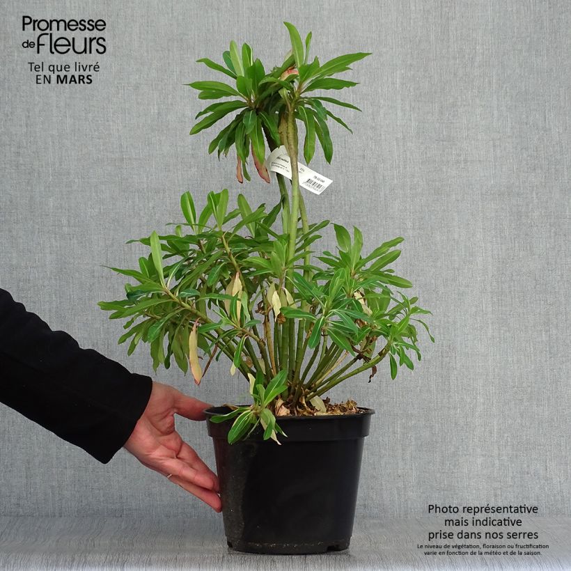 Exemplar von Euphorbia mellifera - Honiggebenden Wolfsmilch Topf mit 2L/3L wie im Frühjahr geliefert