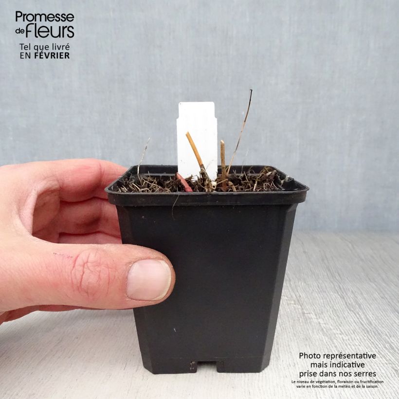 Exemplar von Euphorbia palustris Walenburg's Glory - Sumpf-Wolfsmilch Kleine Töpfe von 8/9 cm wie im Winter geliefert