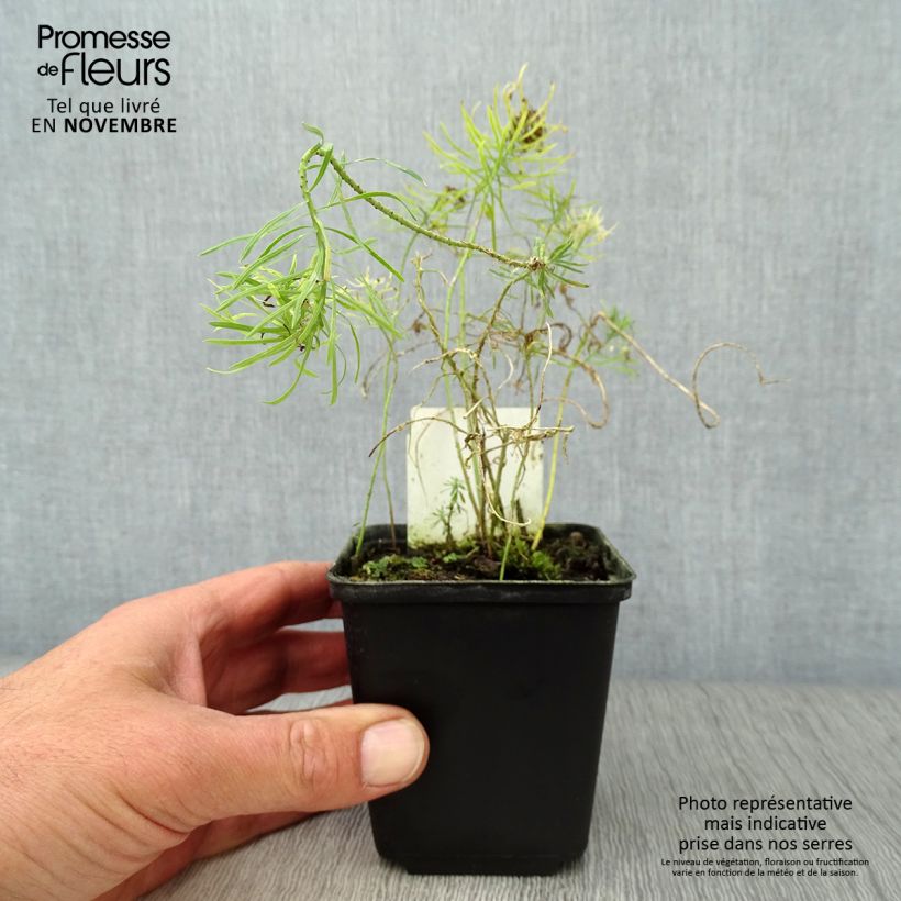 Exemplar von Euphorbia cyparissias Clarice Howard - Zypressen-Wolfsmilch Kleine Töpfe von 8/9 cm wie im Herbst geliefert