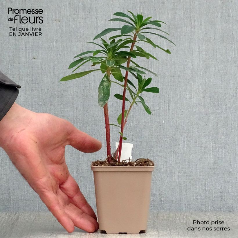 Exemplar von Euphorbia martinii - Busch-Wolfsmilch Kleine Töpfe von 8/9 cm wie im Winter geliefert