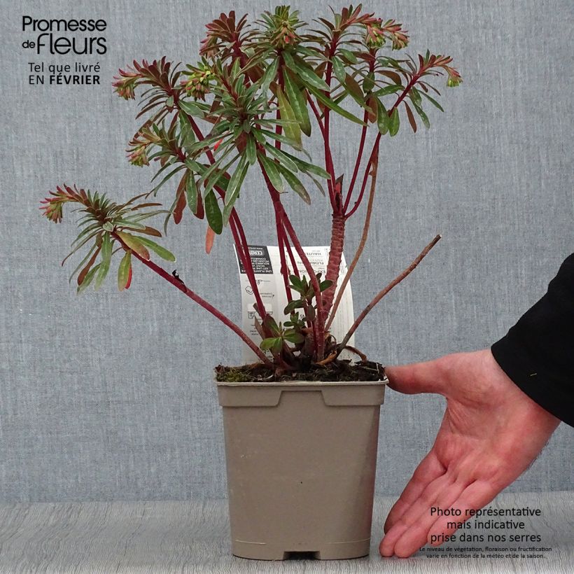 Exemplar von Euphorbia martinii - Busch-Wolfsmilch Topf mit 2L/3L wie im Winter geliefert