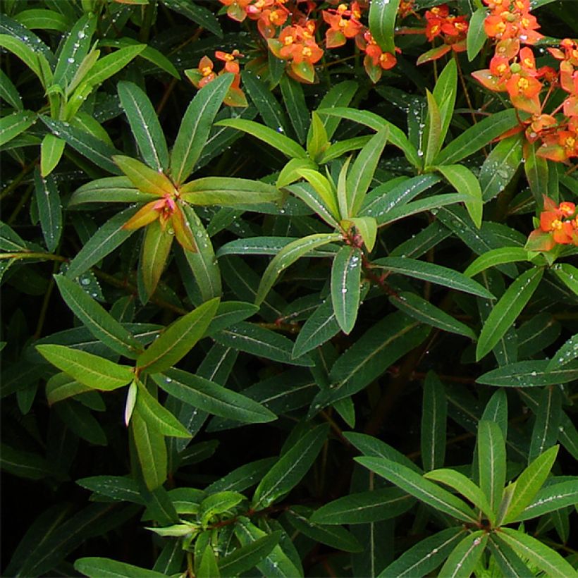 Euphorbia griffithii Dixter - Griffiths Wolfsmilch (Laub)