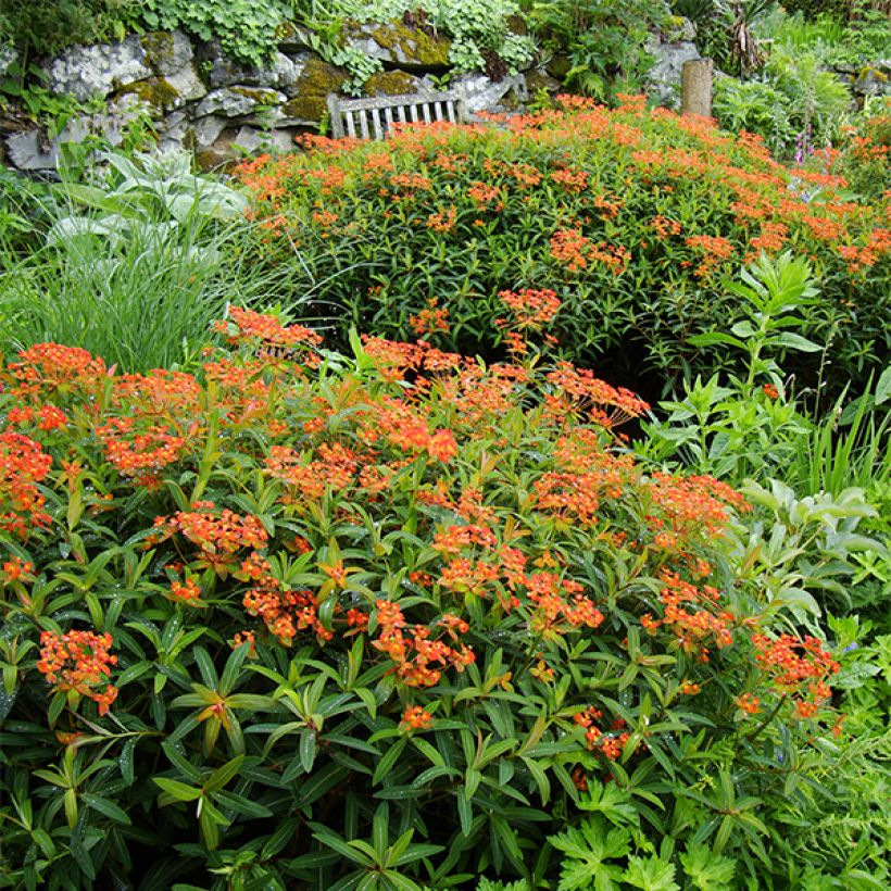 Euphorbia griffithii Dixter - Griffiths Wolfsmilch (Hafen)