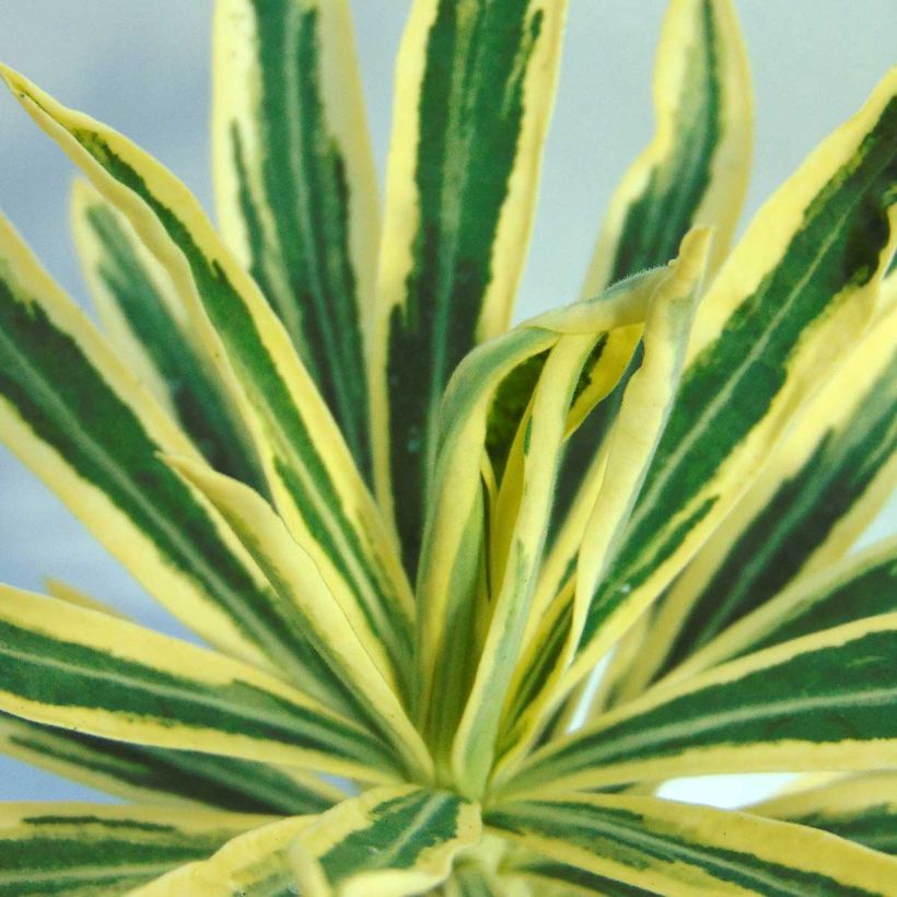 Euphorbia characias Emmer Green - Palisaden-Wolfsmilch (Laub)