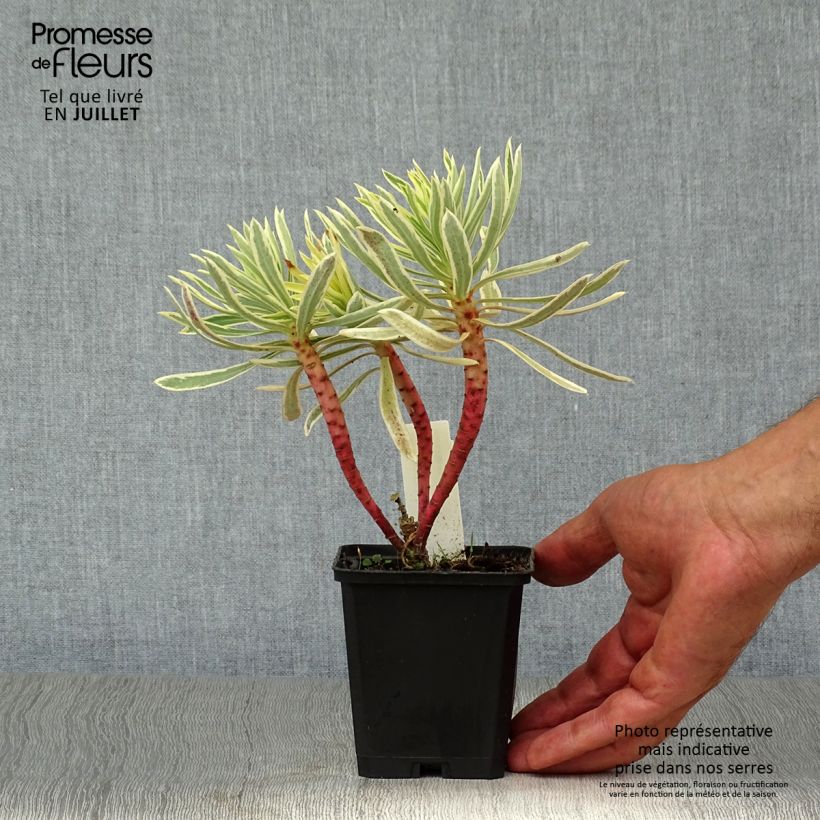 Exemplar von Euphorbia characias Emmer Green - Palisaden-Wolfsmilch Kleine Töpfe von 8/9 cm wie im Sommer geliefert